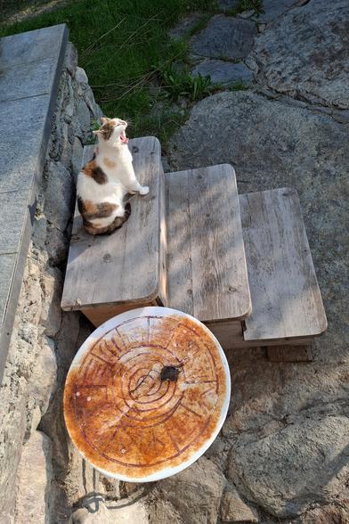 Calico cat Minzi sits yawning on a small, weathered wooden staircase made of arolla pine. Beside the steps lies a round, stained board with circular patterns. The scene includes stone paving, a stone wall, and patches of grass in warm sunlight