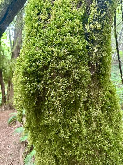 An elbow crooked tree trunk with a thick plush coat of shaggy moss.