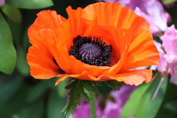 A bright red poppy