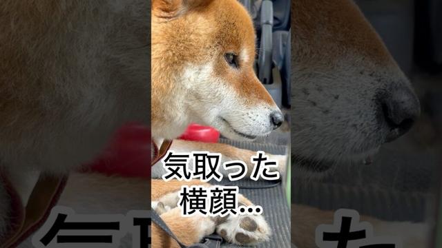 ’25.6.21 力丸は…鼻水も輝く… #柴犬 #shibainu #柴犬のいる暮らし #柴犬の日常 #お散歩 #鼻水 #寝顔 #力丸