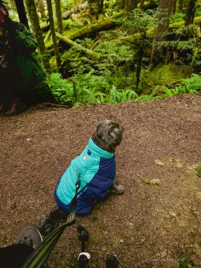 Monty contemplates the scenery on the trail at the Deception Falls National Recreation Area. The small gray shih tzu is wearing a bright aqua raincoat, and is sitting on a trail covered with pine needles. The slightly blurred scene in front of him is a downward slope covered by a mix of upright and fallen evergreen trees covered with moss, on a floor of deer ferns and other late spring herbaceous forest plants. The light is full of green, the feeling serene.