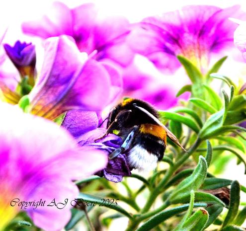 B. terrestris are pollen-storing bees that generally feed and forage on nectar and pollen The queen is between 20 and 22 mm long, males range from 14 to 16 mm, and workers from 11 to 17 mm. Workers have white-ended abdomens, and look just like workers of the white-tailed bumblebee, B. lucorum, a close relative, apart from the yellowish bands of B. terrestris being darker in direct comparison. The queens of B. terrestris have the namesake buff-white abdomen tip ("tail"); this area is white as in the workers in B. lucorum B. terrestris is unique compared to other bees in that their caste of workers exhibit a wide variation in worker size, with thorax sizes ranging from 2.3 to 6.9 mm in length and masses ranging from 68 to 754 mg