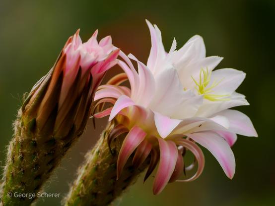 Close up of two cactus flowers.  One is just starting to open, the other is open with white central petals surrounded by reddish pink petals.  The background is dark green and out of focus.