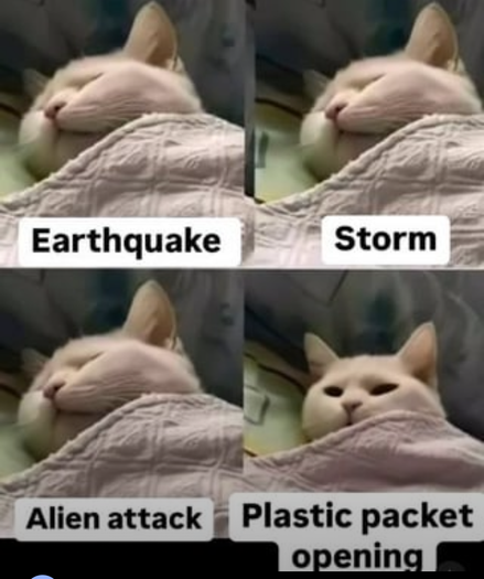 Four photos in a 2x2 grid of a cat with its head sticking out from a blankie. In the first 3 photos the cat appears to be asleep. In the final photo the cat looks as if it has been startled awake.
The photos are labeled, "Earthquake," "Storm," "Alien Attack," and "Plastic Packet Opening."