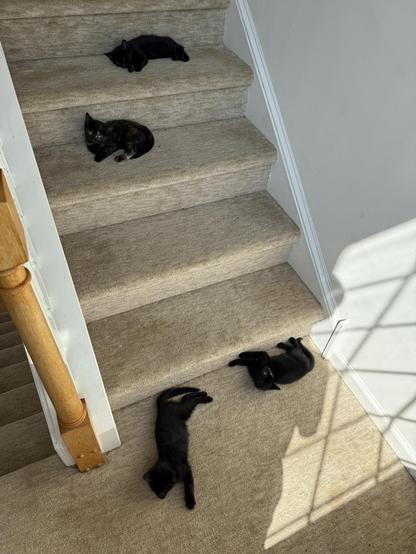 Kittens strewn over the steps.