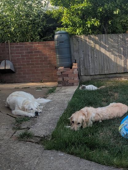 Two golden retriever dogs and a rag doll cat laying on the grass in the shade on a hot sunny day with their paddling pool next to them
