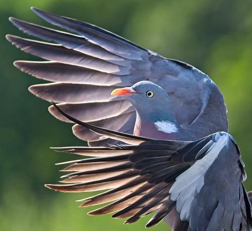 A wood pigeon is pumping their wings to redirect their momentum as they swoop upwards towards a perch. Distant green trees fill the background and the morning sun makes all of their feathers glow.