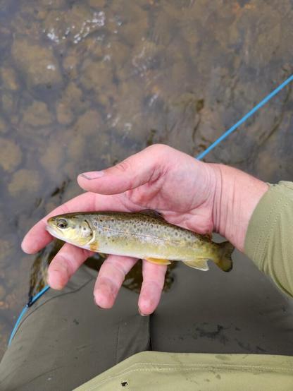 First trout!