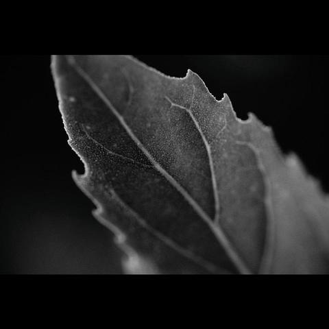 a black and white photography of a leaf
