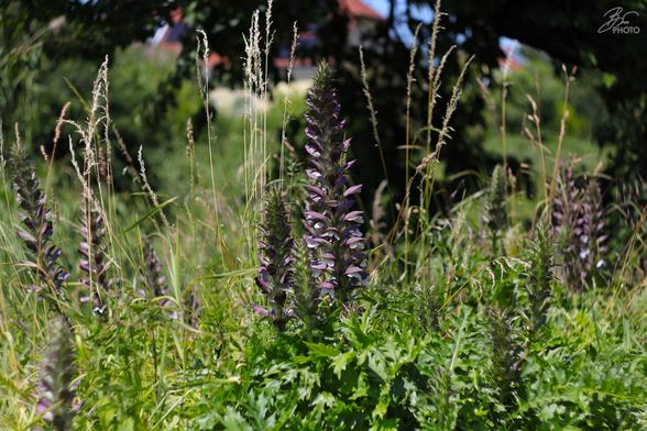 Acanthus in Bloom