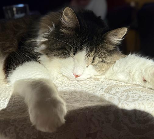 This image shows a single cat resting peacefully on what appears to be a textured fabric surface, possibly a couch or chair. The cat has beautiful tabby and white markings - dark brown and black stripes on its head and ears, with a white chest and face featuring a pink nose. The cat appears to be sleeping or resting with eyes closed, in a very relaxed and comfortable position.
The lighting in the photo creates a warm, cozy atmosphere, and there’s some soft focus or blur in parts of the image that adds to the peaceful, serene feeling of the scene. The fabric the cat is resting on has a woven or textured pattern visible in the surface. The cat’s fur looks soft and well-groomed, and its whiskers are clearly visible. The overall composition captures a quiet, intimate moment of feline contentment.​​​​​​​​​​​​​​​​