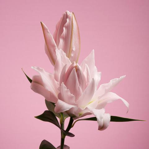 Pink lily on a pink background.