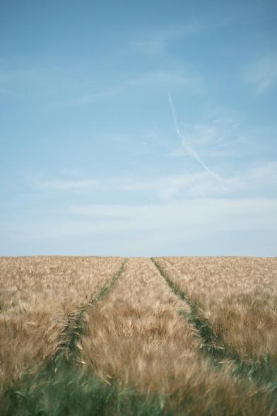 A barley field stretches toward the horizon under a soft blue sky with wispy clouds and faint contrails, with two parallel tire tracks cutting through the golden stalks.