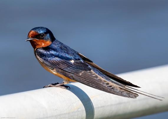 A barn swallow is perched on a white metal pipe.  The bird has a blue body overall with reddish-brown face and belly and some gray feathers toward the wing tips.  It appears very shiny in bright sunlight.