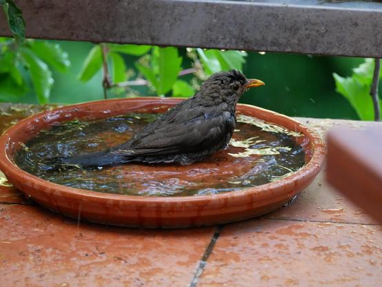 Foto einer schwarzen Amsel mit orangem Schnabel, die komplett durchnässt in einer roten Tonschale voller Wasser sitzt. Rund um die Schale ist alles nass gespritzt, die Amsel sitzt nach rechts gedreht in der Schale und steht kurz still.