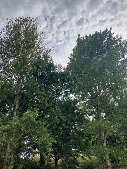Quelques arbres et un peu de ciel moutonneux