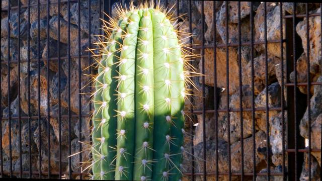 Ein großer grüner Kaktus steht vor einer Steinmauer. Zwischen Steinmauer und Kaktus befindet sich ein rostiges Gitter
A large green cactus stands in front of a stone wall. There is a rusty grid between the stone wall and the cactus