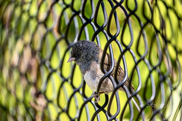On my recent walk home I spotted this small Dark-eyed Junco perching on a wire fence and "playing both sides of the fence" came to mind or The Rolling Stones song "Sitting On a Fence" LOL; I loved the perspective, the striking visual, the juxtaposition of nature and manmade object for this playful snap.