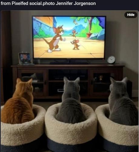 three cats sit with their backs to us in identical white woolen cat beds. They are apparently all raptured watching Tom and Jerry cartoon on TV