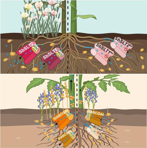 Diagram to illustrate how modulation of strigolactone (SL) exudation in crops balances the relationship between phytoparasite management and crop growth and yield.