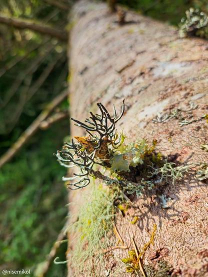 Lichen growing on the bark of a fallen tree, with grayish-green branches and patches of yellow-orange and light green. The tree extends diagonally across the frame, blurring into a green background of forest foliage.