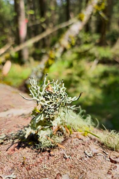 Close-up of lichen growing on a tree trunk in a forest. The lichen has a greenish color and appears bushy with branch-like structures. The background is blurred, showing hints of other trees and foliage in the forest, bathed in sunlight.