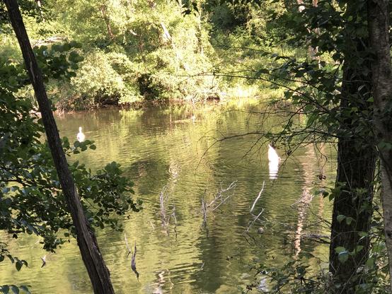 Zwei Schwäne auf grünem Wasser, durch Bäume und Büsche hindurch aufgenommen.