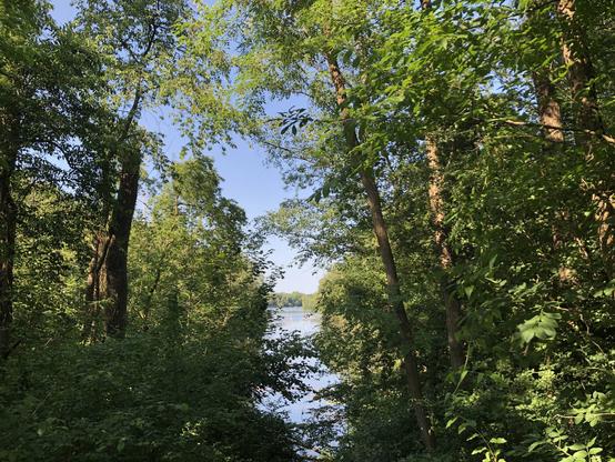 Blick durch einen Einschnitt in den Bäumen auf den See. Um unteren Rand ist ein Teil vom Zulauf zu sehen, sehr zugewachsen.