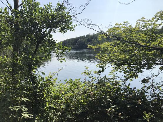 Durch einen Lücke in den Bäumen, über Büsche hinweg auf den See gesehen.