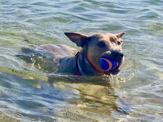 Cute tan dog w/big ears holding an orange & blue Chuckit ball while swimming in clear ocean water.