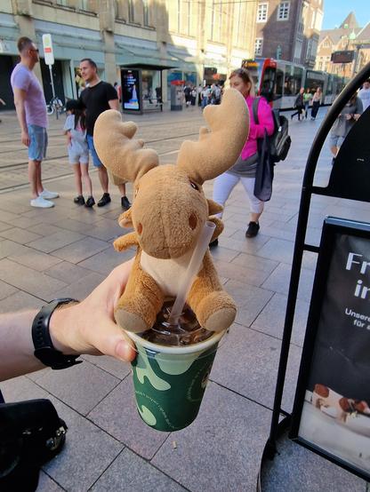 Mr Moose enjoying an iced americano