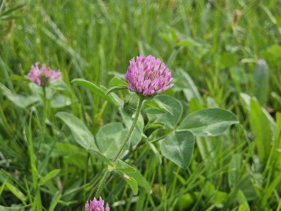 Photo of a flower blossoming