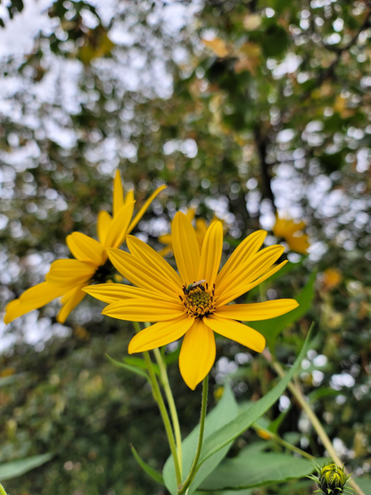 Photo of a bee pollinating on a flower