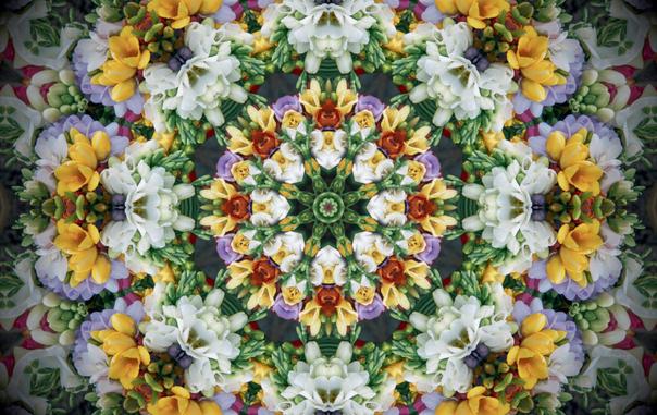 A radial kaleidoscope made from a photo of yellow, white, and purple flowers, with green leaves and buds throughout. There are also a few red-orange flowers and pink in several spots.