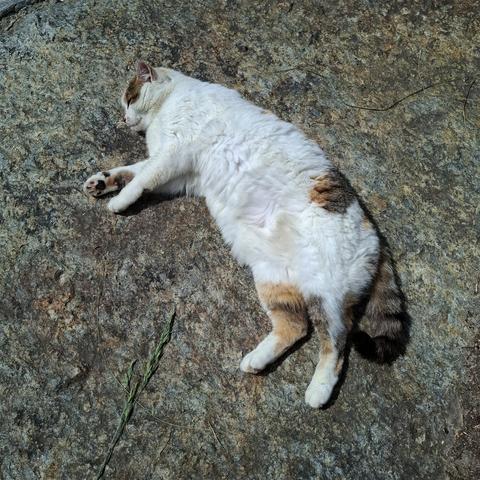 Calicocat lying on big stone between sun and shadow.