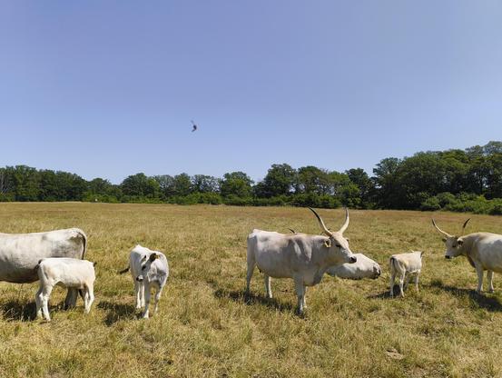 Eine Weidefläche bei Lenzen, auf der Ungarische Steppenrinder und ihre Kälber stehen. Im Bild zwei erwachsene Tiere mit gewaltigen Hörnern und drei niedliche Kälber. Die Weide ist von einer Hecke im Hintergrund begrenzt.