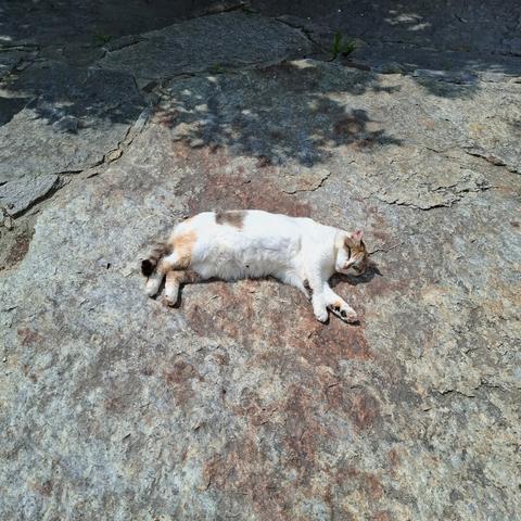 Calicocat lying relaxed on her back with her front feets streched out on a big stone between sun and shadow.