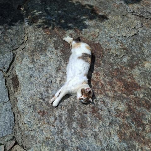 Calicocat lying on big stone between sun and shadow with her feet streched out.