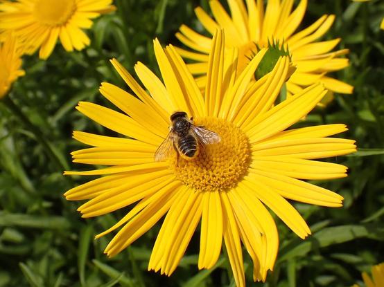 Patchwork leaf-cutter bee sitting on a big yellow flower. This one has a bright orange pollen brush underside of abdomen. Top bee this one.