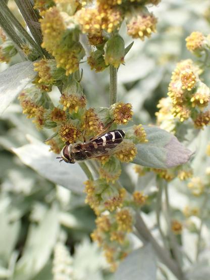 Pied Hoverfly on a plant. Three pairs of white comma marks on abdomen.