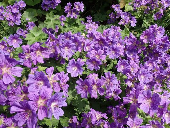A lovely big patch of some sort of purple geranium.