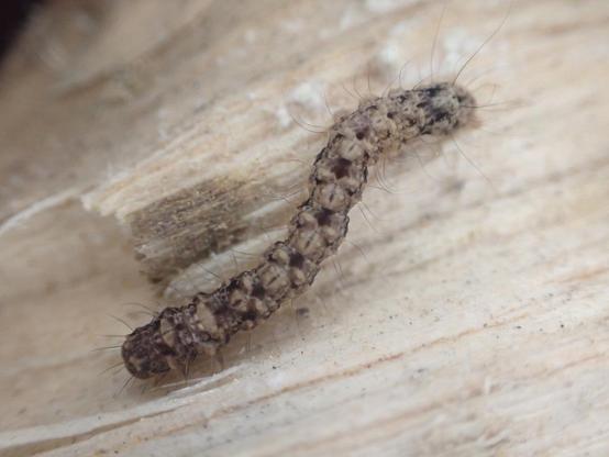 Photo of Artigisa melanephele by williambrockelsby. Attribution: (c) William Brockelsby, some rights reserved (CC BY).