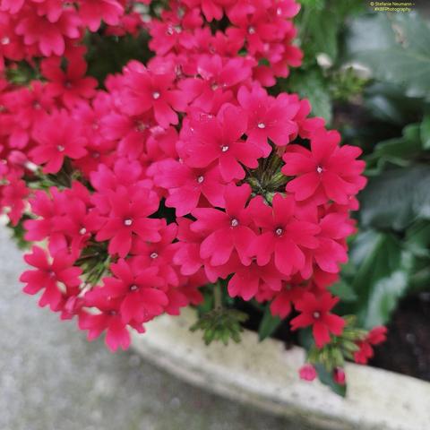 A close-up of tiny, boldly-red flowers in a stone pot.