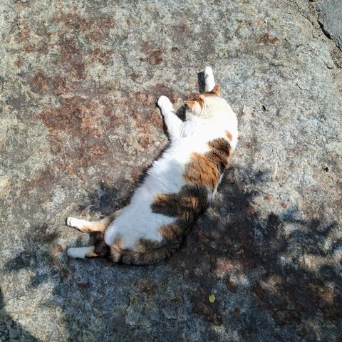Calicocat lying on big stone between sun and shadow.