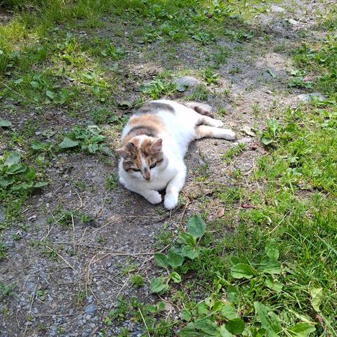 Calicocat lying on on a path that is partly overgrown with greenery