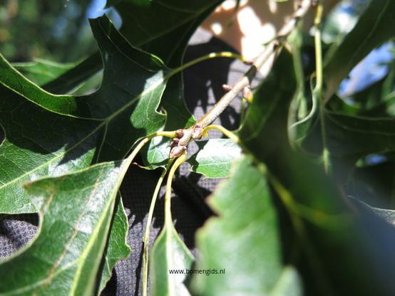 Photo of treespecies Quercus ellipsoidalis : Category is loot