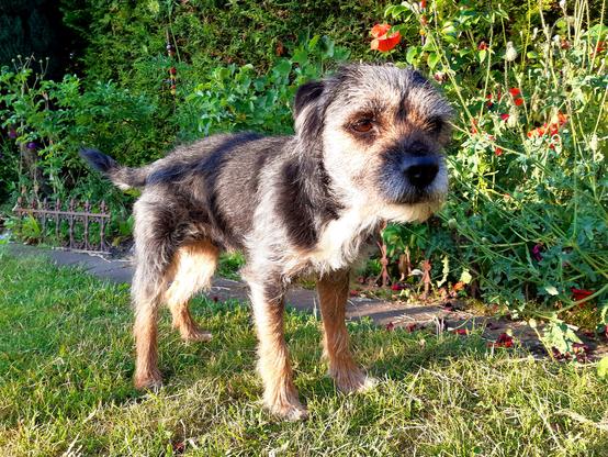 Border Terrier steht auf einer Wiese, im Hintergrund Mohnblüten. Er blickt nach rechts.