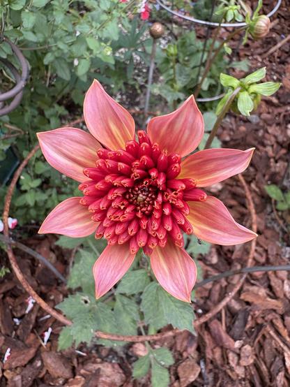 A vibrant red flower with long, petal-like structures radiating outward, set against a background of green foliage and mulch. The center of the flower is densely packed with smaller, tubular shapes, creating a striking visual effect.