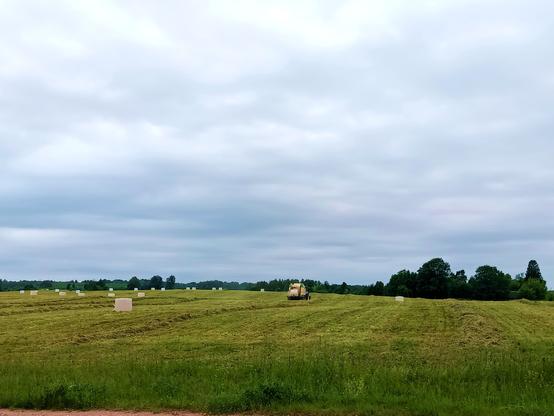 Under a rainy looking evening sky, a mowed field with hay swathed into rows. There are many white plastic wrapped round bales sitting in the field in regular intervals. A tractor is pulling a Krone baler-wrapper which is picking up the hay rows, pressing it into round bales and wrapping it into plastic before dropping them into the field. Behind the nearest bale a stork peeks out.