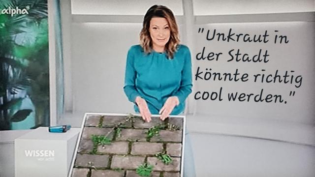 Anja Reschke bei 'Wissen vor Acht', deutet auf Gehweg mit Unkraut zwischen den Pflastersteinen. Zitat:
Unkraut in der Stadt könnte richtig cool werden.